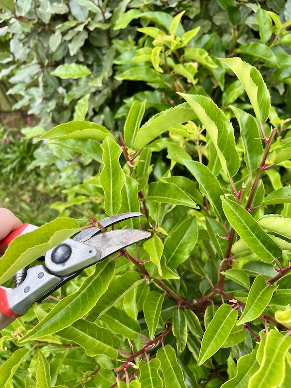 Onderhoud doormiddel van snoeien van een Portugese laurier