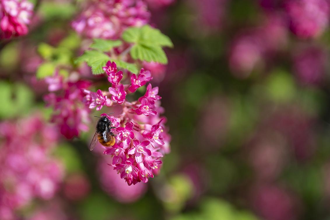 Bij geland op bloem, op zoek naar nectar in een tuin in Breda