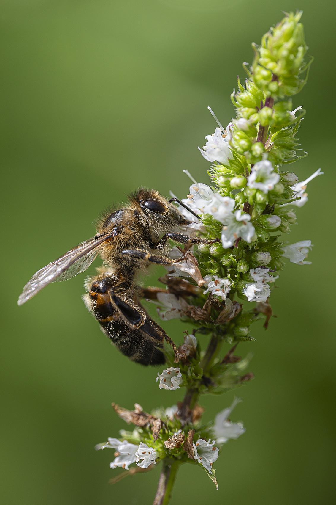 Insect op witte bloem in het Mastbos in Breda