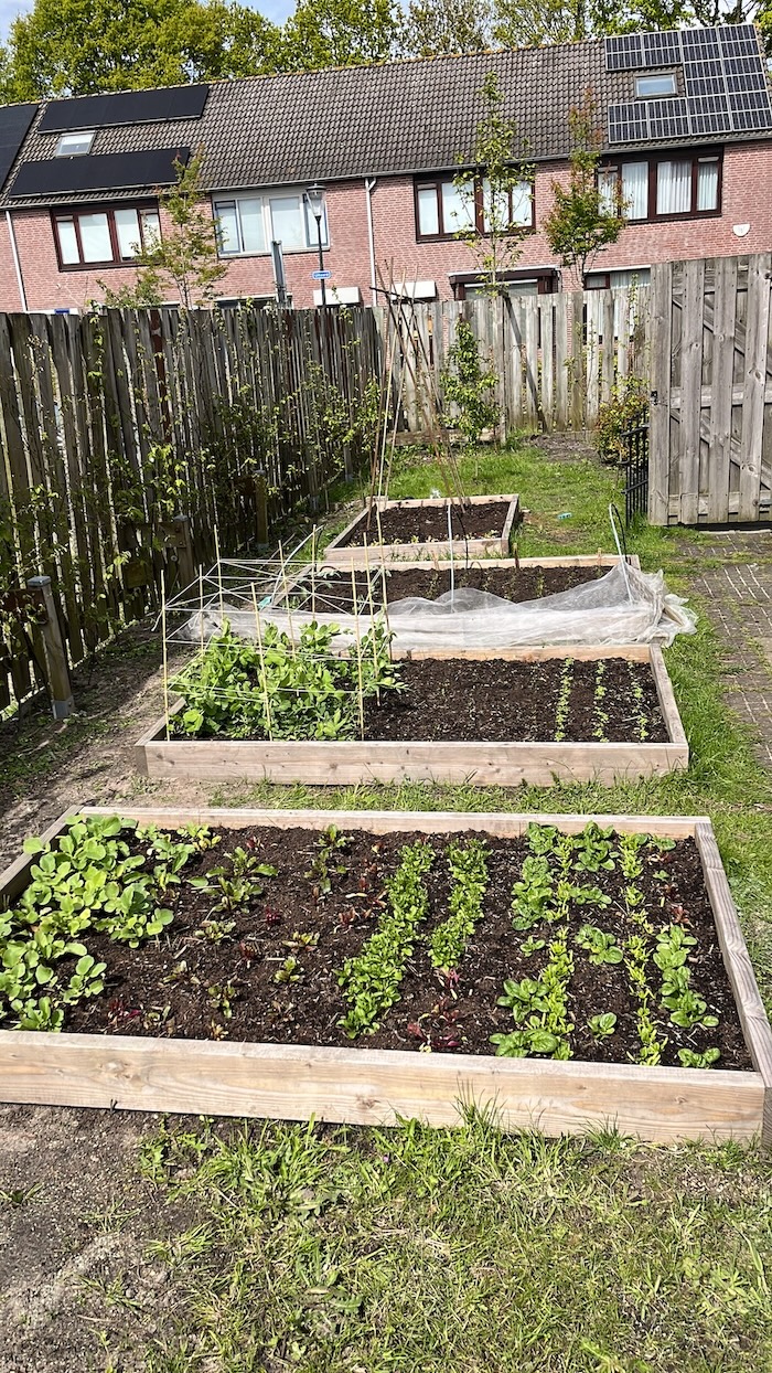 Moestuinbakken in de lente, een jaar in gebruik. Volgeplant met sla, erwtjes, rode bietjes en bladspinazie