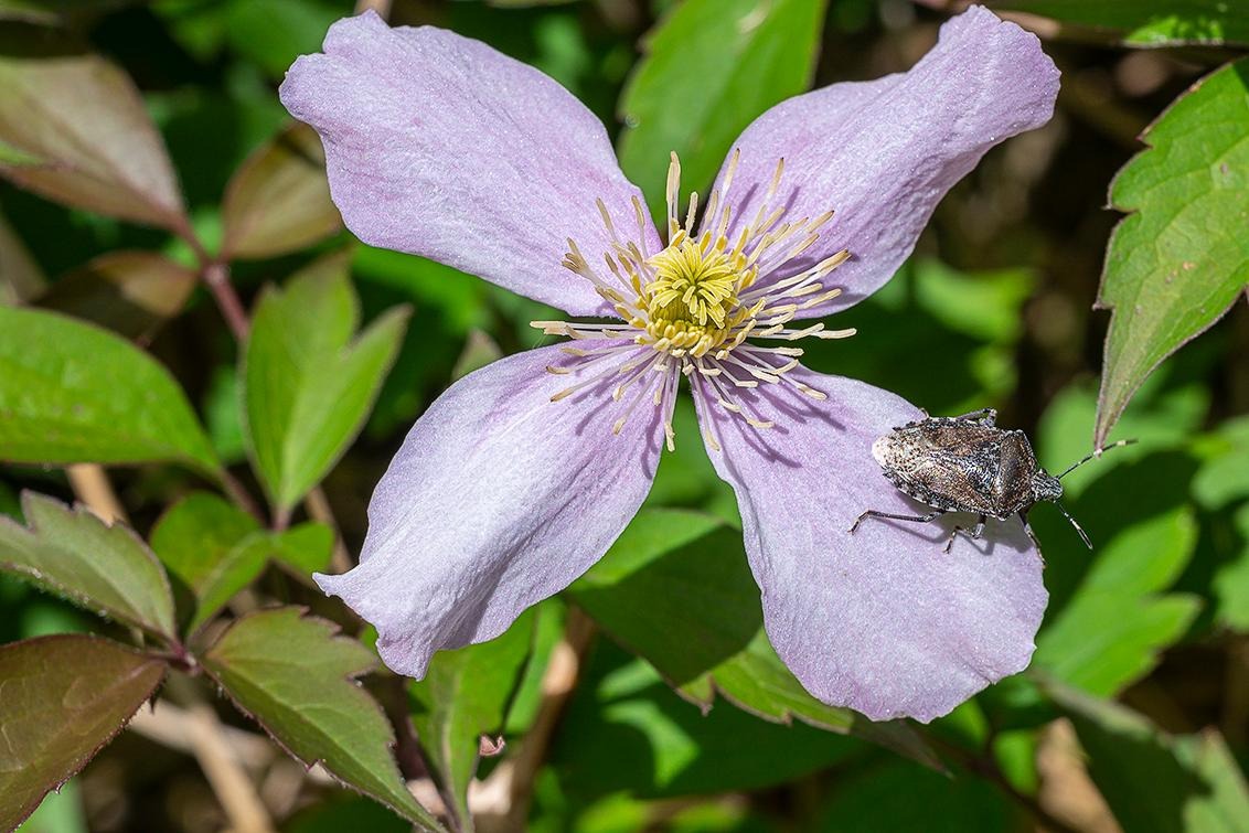 Tuinproject in Etten-Leur