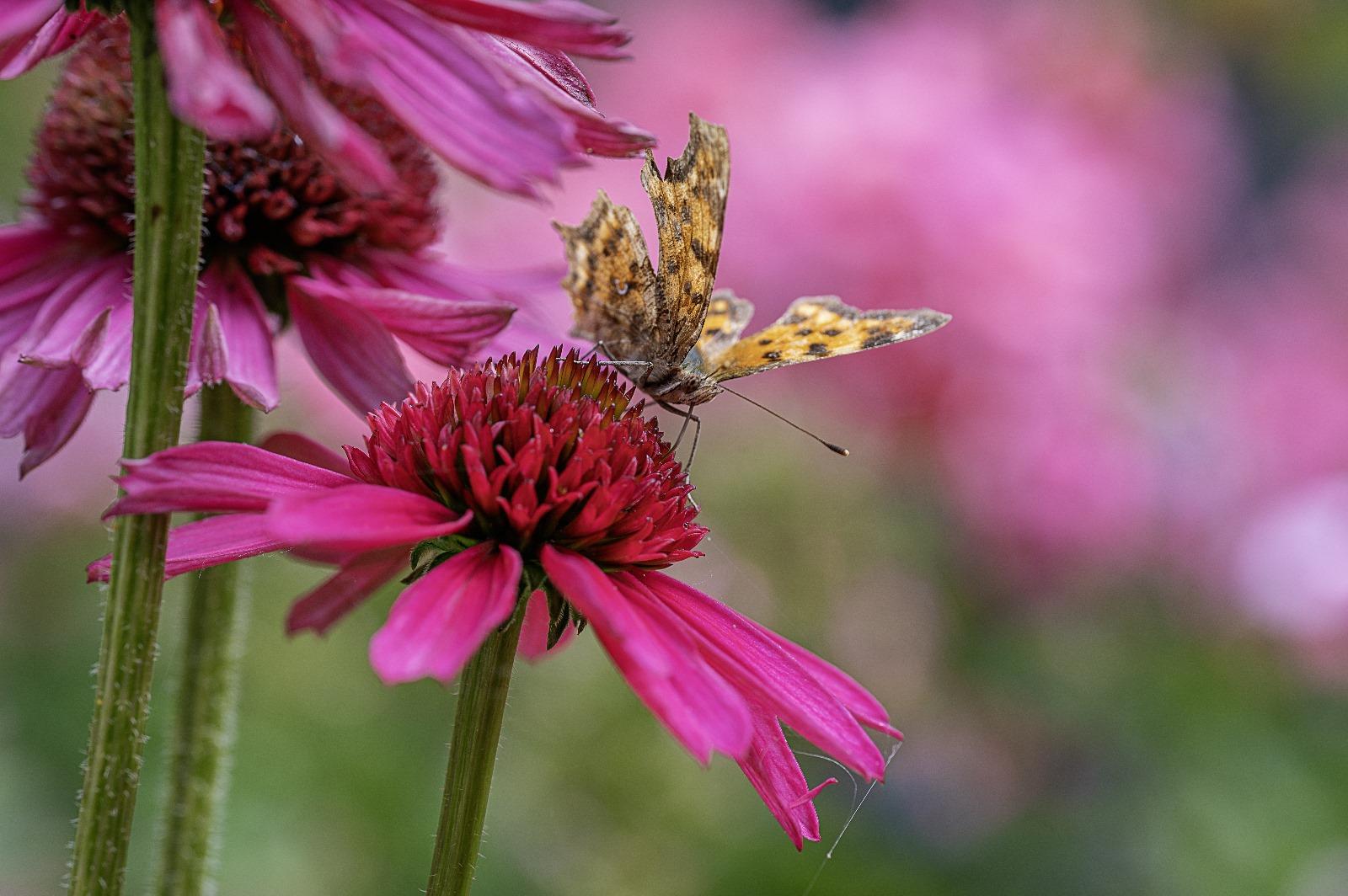 Tuinproject in Oosterhout