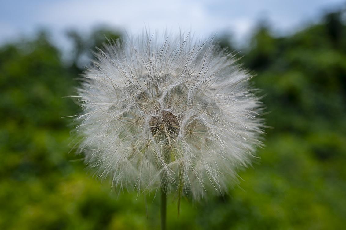 Paardenbloem die uitgebloeid is